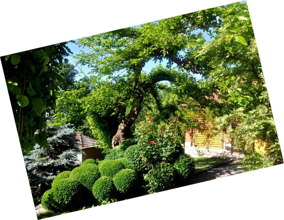 Guesthouse Djuric Negotin Exterior foto